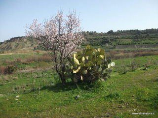 lle del Simeto-24-02-2013 09-21-31